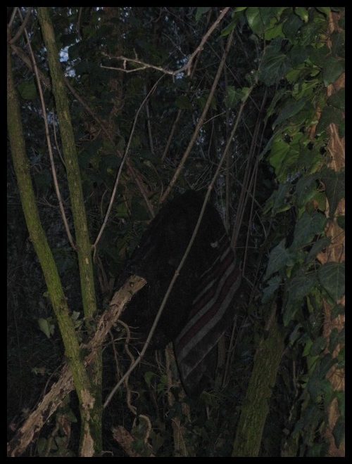 il bosco misterioso..